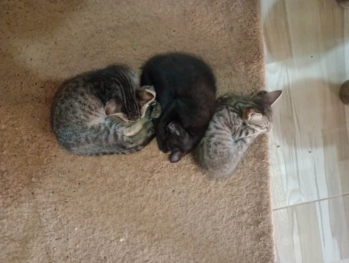 Gato ra a SRD-ViraLata idade 2 a 6 meses nome Sem nome 2