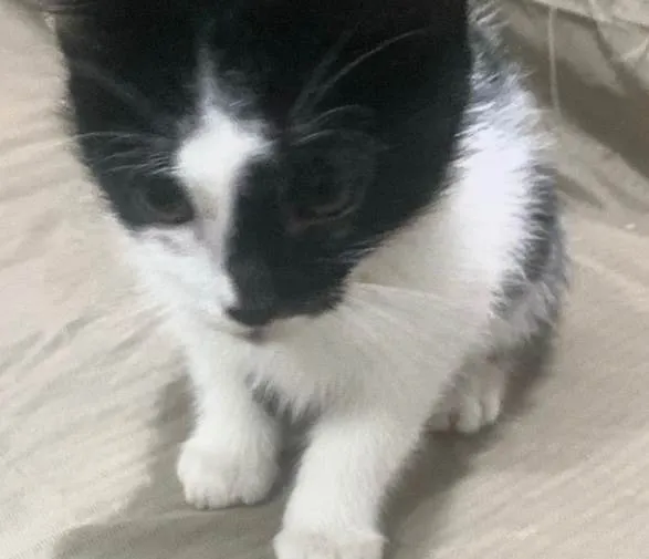 Gato ra a SRD-ViraLata idade 2 a 6 meses nome Theo 