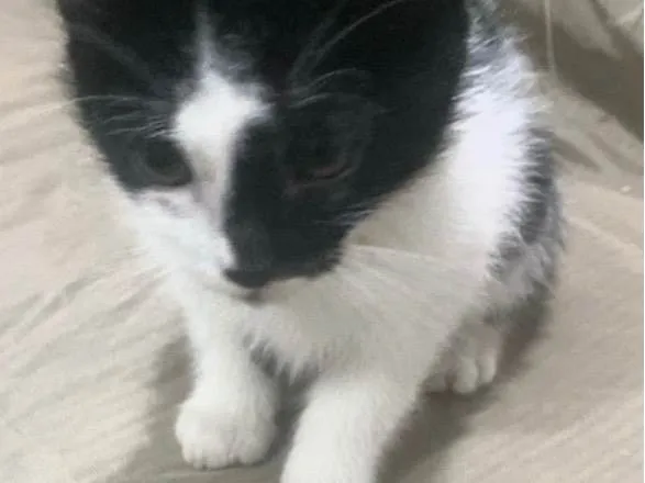 Gato ra a SRD-ViraLata idade 2 a 6 meses nome Theo 