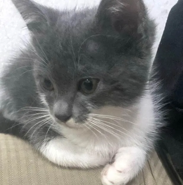 Gato ra a SRD-ViraLata idade 2 a 6 meses nome Léo 