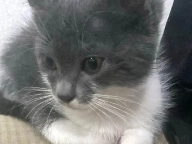 Gato ra a SRD-ViraLata idade 2 a 6 meses nome Léo 