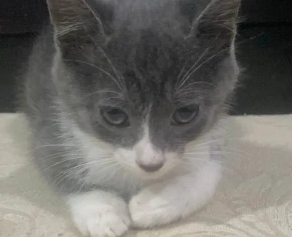 Gato ra a SRD-ViraLata idade 2 a 6 meses nome Luke 