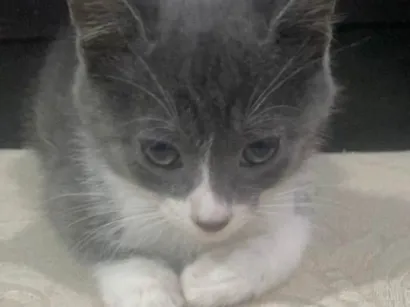 Gato raça SRD-ViraLata idade 2 a 6 meses nome Luke 