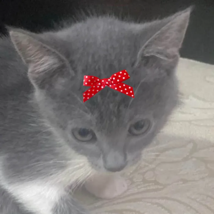 Gato ra a SRD-ViraLata idade 2 a 6 meses nome Gina 