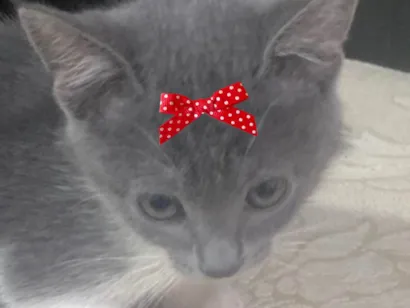 Gato raça SRD-ViraLata idade 2 a 6 meses nome Gina 