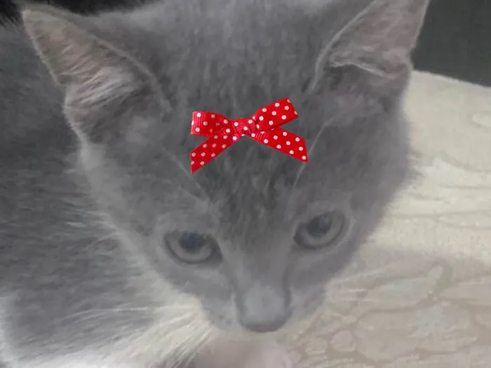 Gato ra a SRD-ViraLata idade 2 a 6 meses nome Gina 