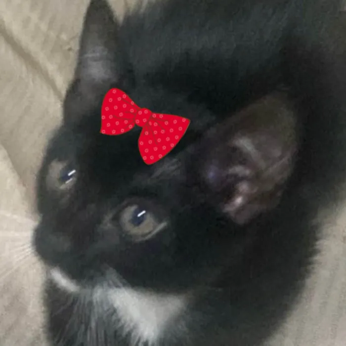 Gato ra a SRD-ViraLata idade 2 a 6 meses nome Tina 