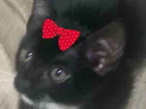 Gato raça SRD-ViraLata idade 2 a 6 meses nome Tina 