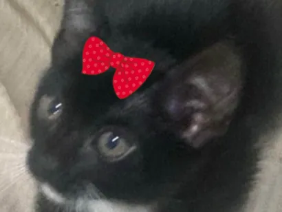 Gato raça SRD-ViraLata idade 2 a 6 meses nome Tina 