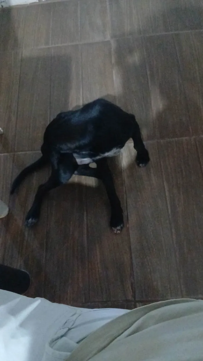 Cachorro ra a SRD-ViraLata idade 2 a 6 meses nome Shadow 