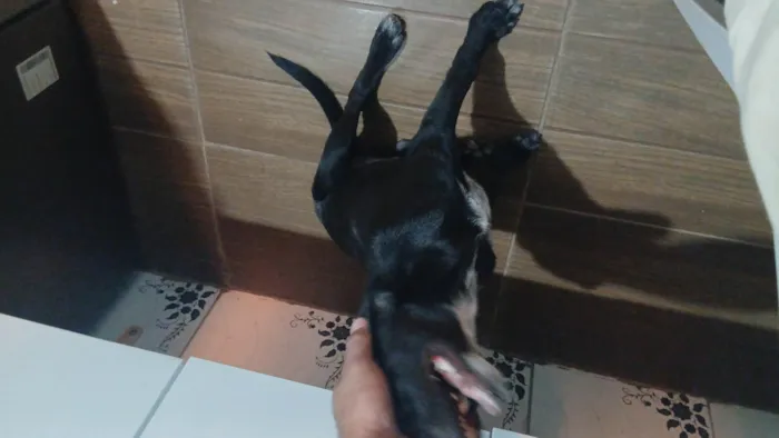 Cachorro raça SRD-ViraLata idade 2 a 6 meses nome Shadow 