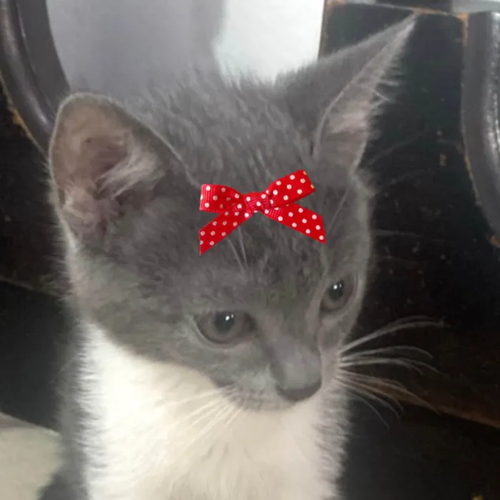 Gato ra a SRD-ViraLata idade 2 a 6 meses nome Lili 