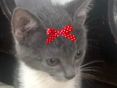 Gato raça SRD-ViraLata idade 2 a 6 meses nome Lili 