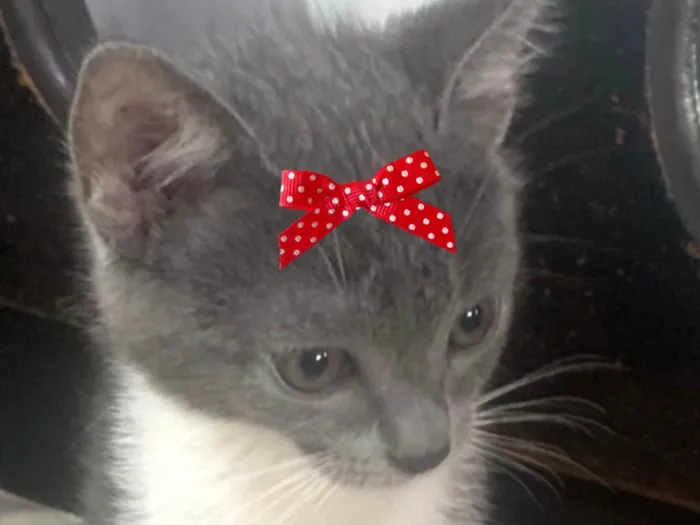 Gato ra a SRD-ViraLata idade 2 a 6 meses nome Lili 