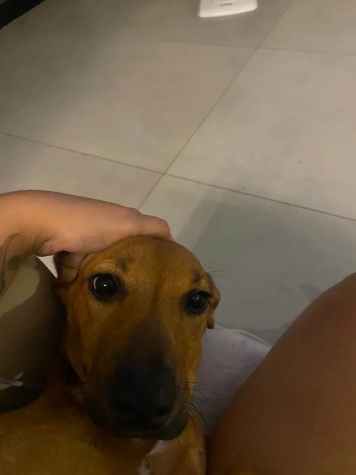 Cachorro ra a SRD-ViraLata idade 2 a 6 meses nome Cacau