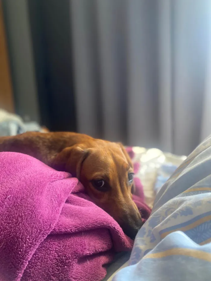 Cachorro ra a SRD-ViraLata idade 2 a 6 meses nome Cacau