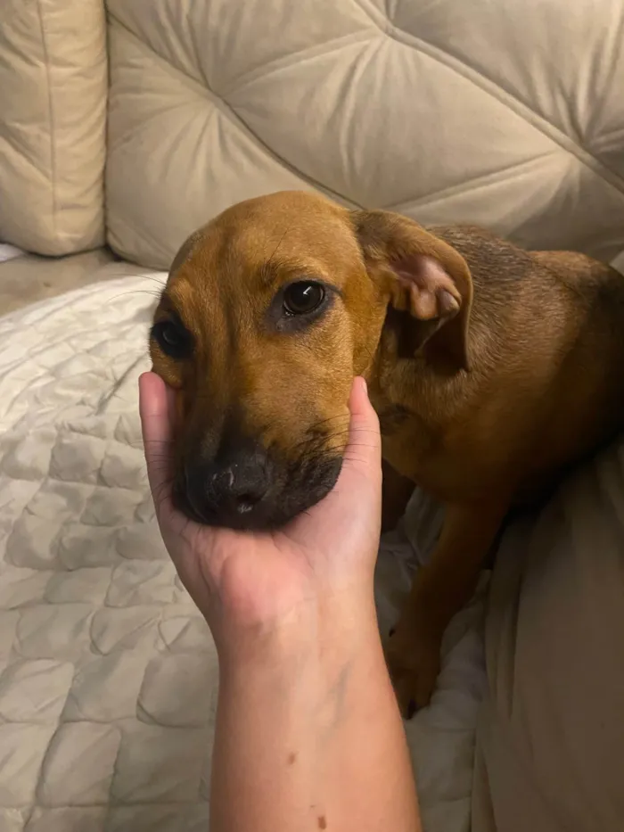 Cachorro ra a SRD-ViraLata idade 2 a 6 meses nome Cacau