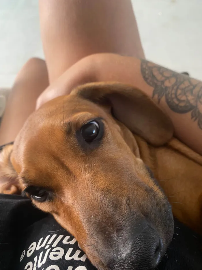 Cachorro ra a SRD-ViraLata idade 2 a 6 meses nome Cacau