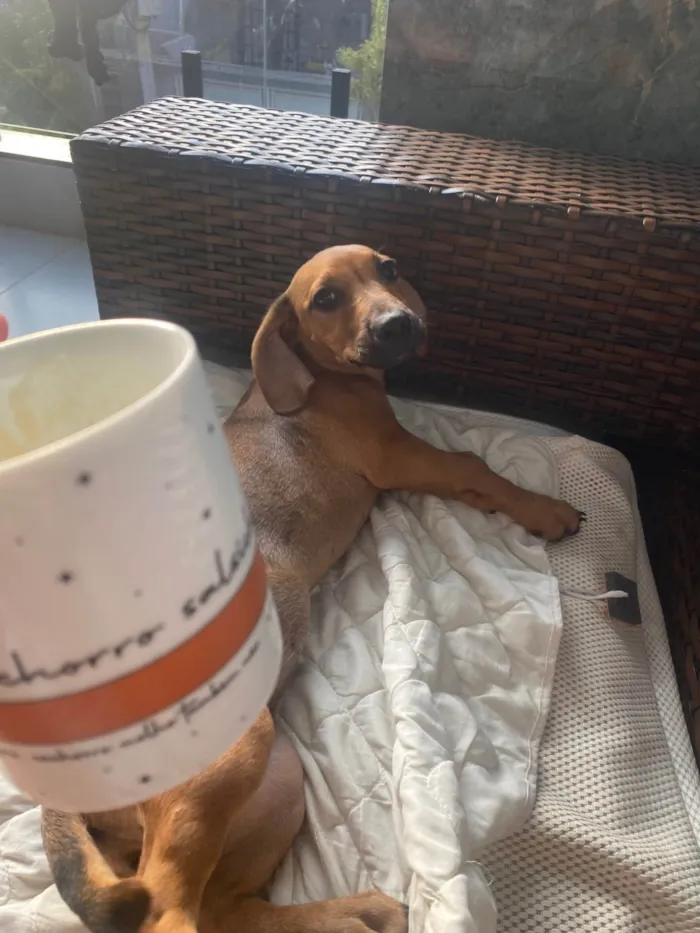 Cachorro ra a SRD-ViraLata idade 2 a 6 meses nome Cacau