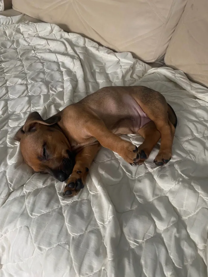 Cachorro ra a SRD-ViraLata idade 2 a 6 meses nome Cacau