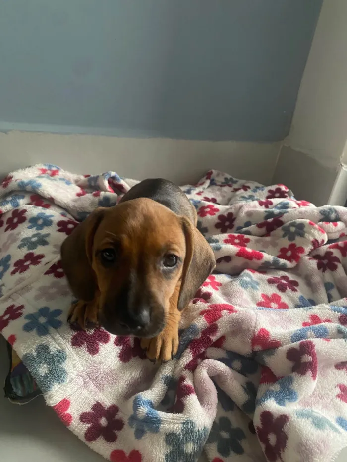 Cachorro ra a SRD-ViraLata idade 2 a 6 meses nome Cacau