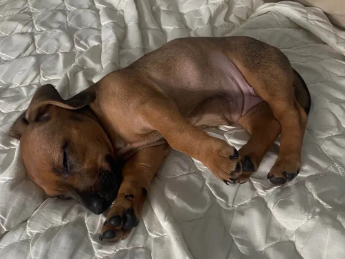 Cachorro ra a SRD-ViraLata idade 2 a 6 meses nome Cacau