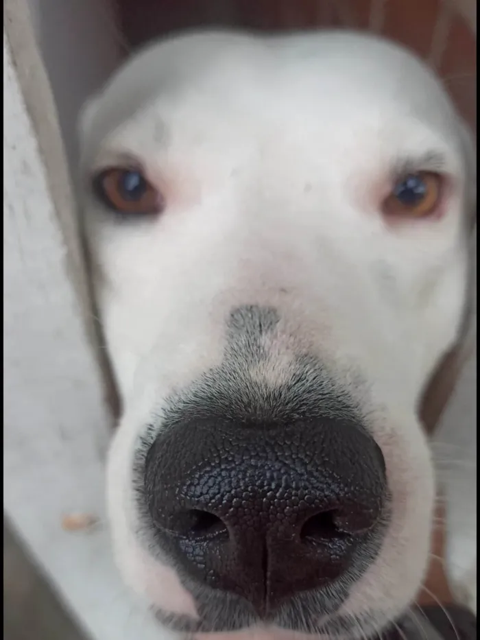 Cachorro ra a SRD-ViraLata idade 2 anos nome Felipe Lopes de souza