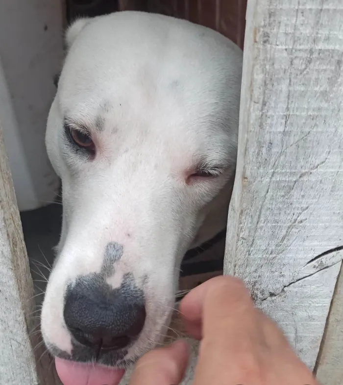 Cachorro ra a SRD-ViraLata idade 2 anos nome Felipe Lopes de souza