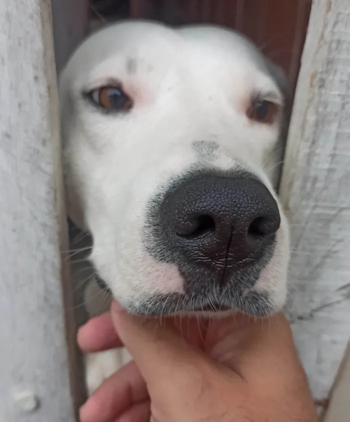 Cachorro ra a SRD-ViraLata idade 2 anos nome Felipe Lopes de souza