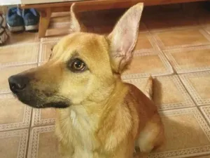 Cachorro raça SRD-ViraLata idade 7 a 11 meses nome Théo 