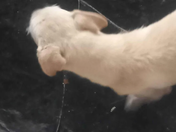 Cachorro ra a SRD-ViraLata idade 2 anos nome branquinho 