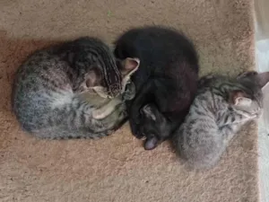 Gato raça SRD-ViraLata idade 2 a 6 meses nome Sem nome 2