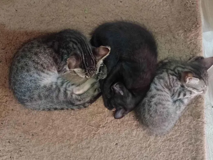 Gato ra a SRD-ViraLata idade 2 a 6 meses nome Sem nome 2