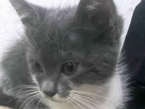 Gato raça SRD-ViraLata idade 2 a 6 meses nome Léo 