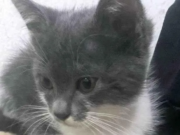 Gato ra a SRD-ViraLata idade 2 a 6 meses nome Léo 