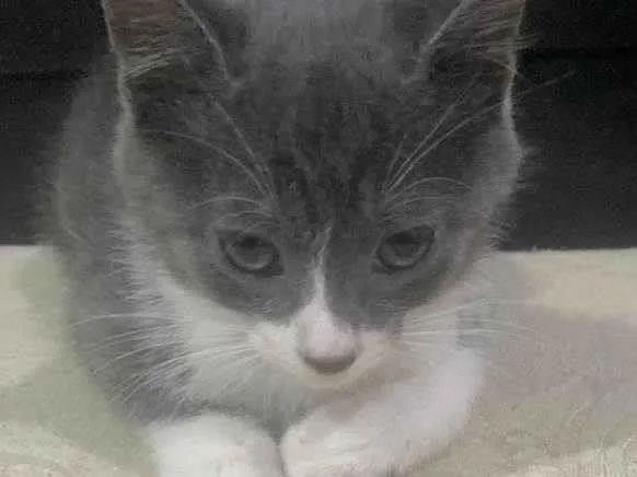 Gato ra a SRD-ViraLata idade 2 a 6 meses nome Luke 