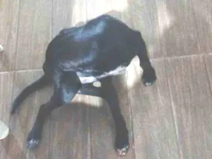 Cachorro raça SRD-ViraLata idade 2 a 6 meses nome Shadow 