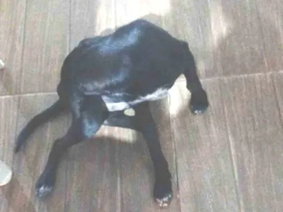 Cachorro raça SRD-ViraLata idade 2 a 6 meses nome Shadow 