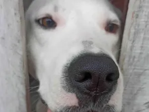 Cachorro raça SRD-ViraLata idade 2 anos nome Felipe Lopes de souza