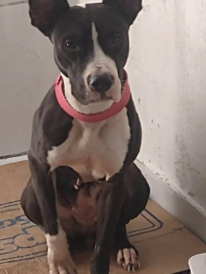 Cachorro ra a Pit-Bull idade 2 a 6 meses nome Zayra