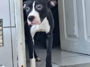 Cachorro raça Pit-Bull idade 2 a 6 meses nome Zayra