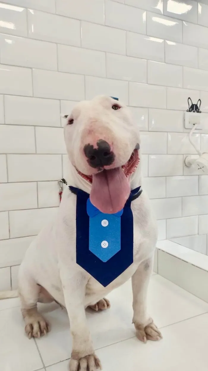 Cachorro ra a Fox Terrier idade 2 a 6 meses nome Valente lindo bull-terrier