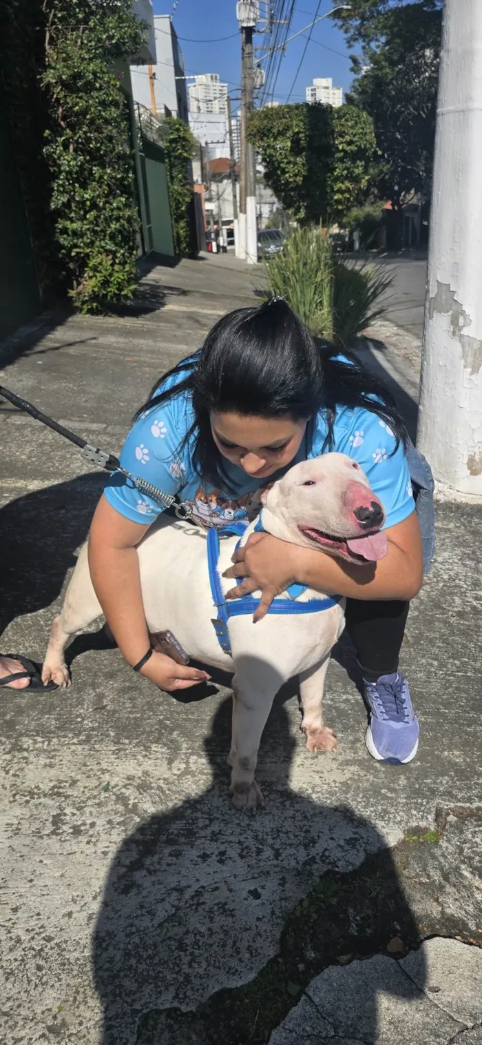 Cachorro ra a Fox Terrier idade 2 a 6 meses nome Valente lindo bull-terrier