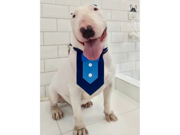 Cachorro ra a Fox Terrier idade 2 a 6 meses nome Valente lindo bull-terrier