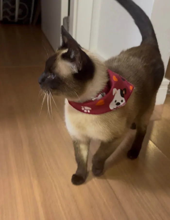 Gato ra a Siamês idade 1 ano nome Foffa