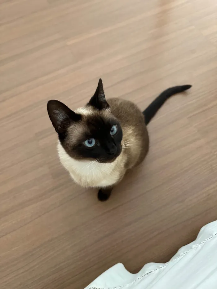 Gato ra a Siamês idade 1 ano nome Foffa