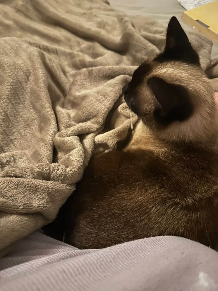 Gato ra a Siamês idade 1 ano nome Foffa