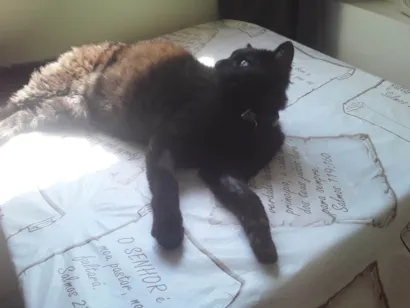 Gato raça SRD-ViraLata idade 2 anos nome Shoyo