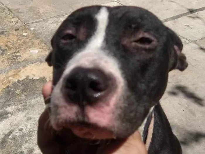Cachorro ra a Pit-Bull idade 2 a 6 meses nome Zayra