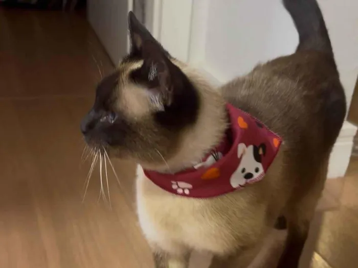 Gato ra a Siamês idade 1 ano nome Foffa
